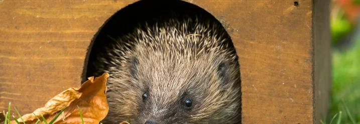 Igel in einem Igelhaus